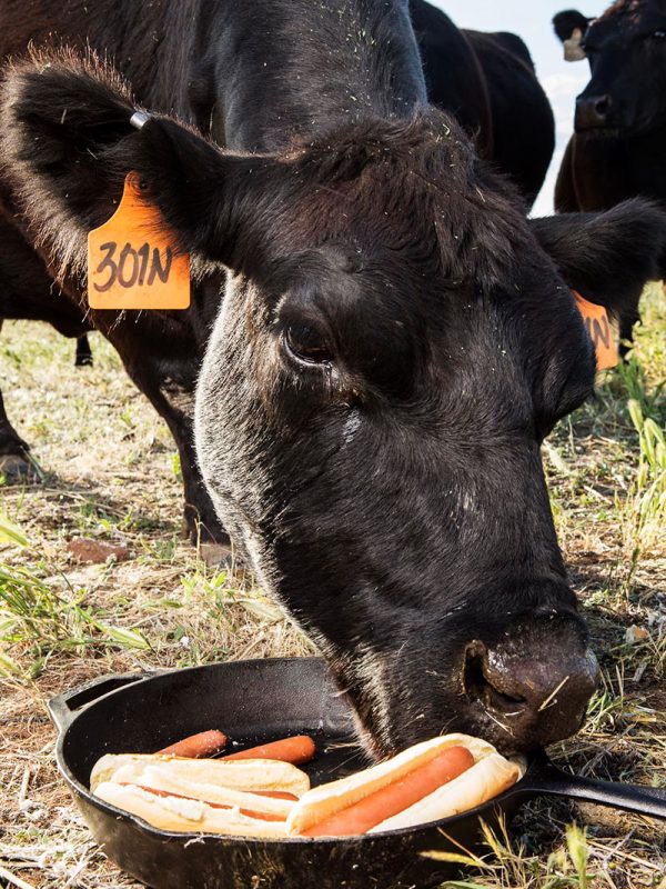 Cow eating veggie dogs for the cover of Lucky Peach. Shot at Belcampo Farms.