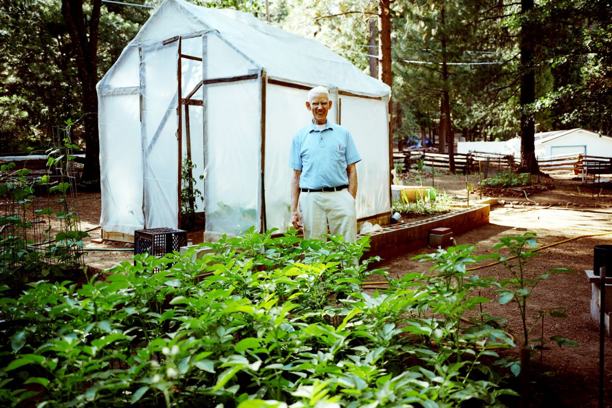 Edgar Wilson, farming potatoes in his backyard. Greenville, California.