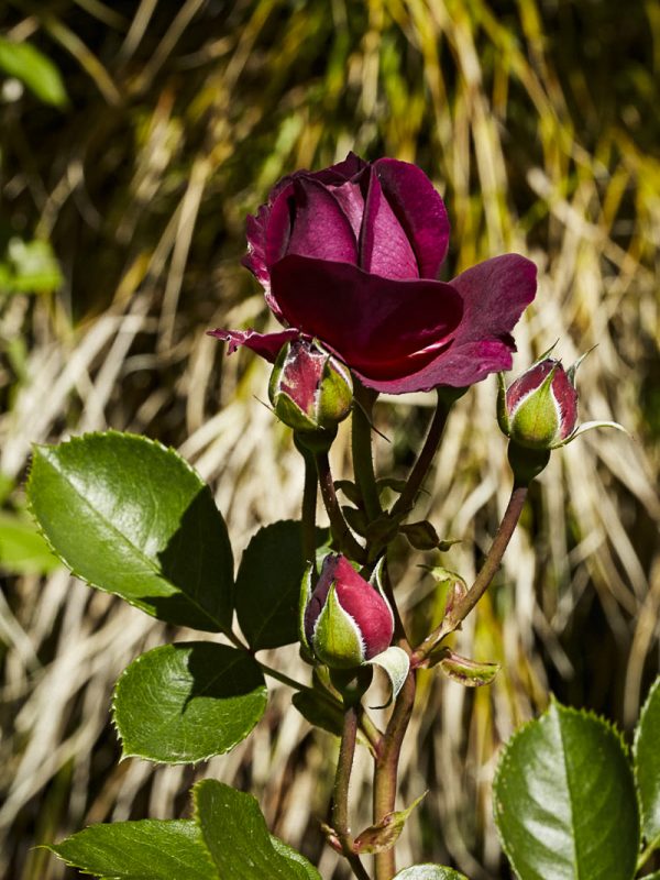 Editorial portraits of slow food enthusiast, chef, food activist, author, and founder of Chez Panisse, Alice Waters, photographed at home in her garden in Berkeley by Bay Area portrait photographer Gabriela Hasbun.