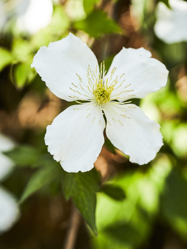 Editorial portraits of slow food enthusiast, chef, food activist, author, and founder of Chez Panisse, Alice Waters, photographed at home in her garden in Berkeley by Bay Area portrait photographer Gabriela Hasbun.